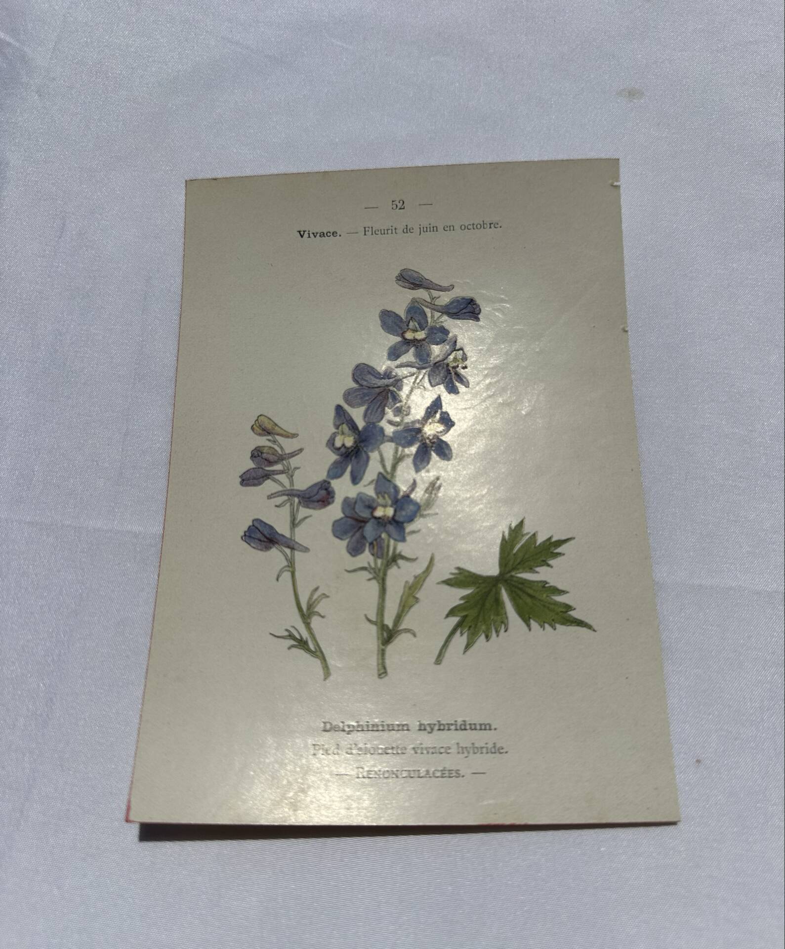 Botanical plate naturalist engraving scientific drawing double-sided