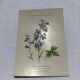 Botanical plate naturalist engraving scientific drawing double-sided