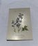 Planche botanique gravure naturaliste dessin scientifique double face