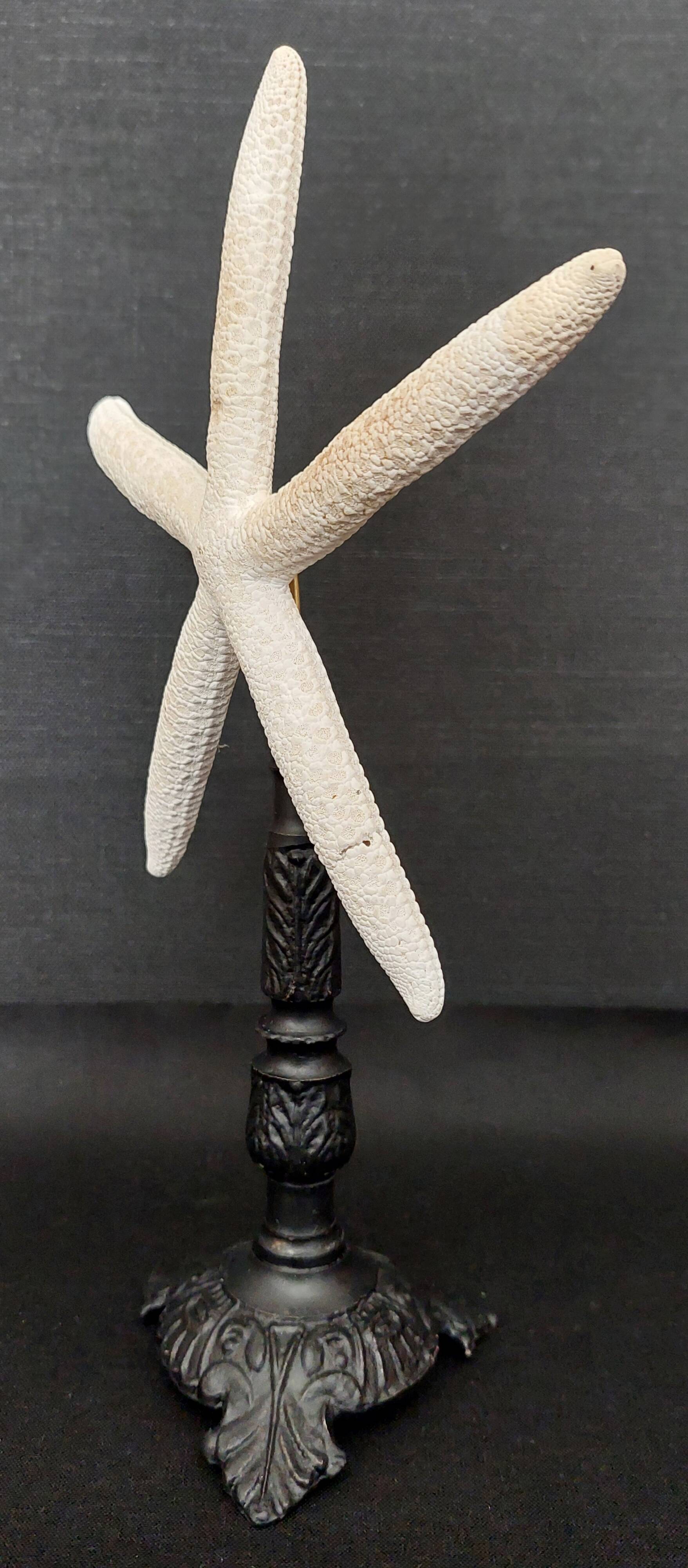 Cabinet of Curiosities white starfish linckia laevigata on base