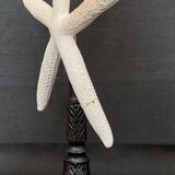 Cabinet of Curiosities white starfish linckia laevigata on base