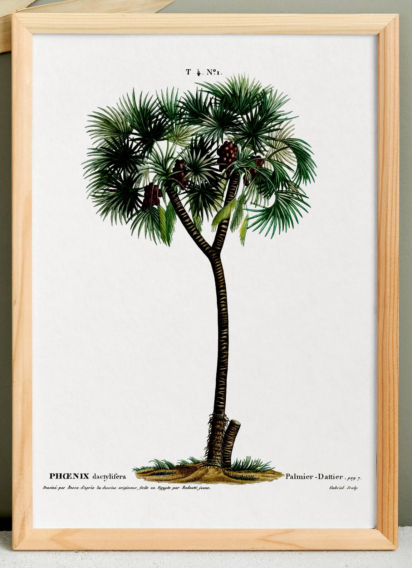 Botanical poster of the Date Palm, after an old engraving