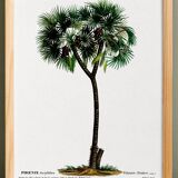 Botanical poster of the Date Palm, after an old engraving