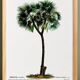 Botanical poster of the Date Palm, after an old engraving