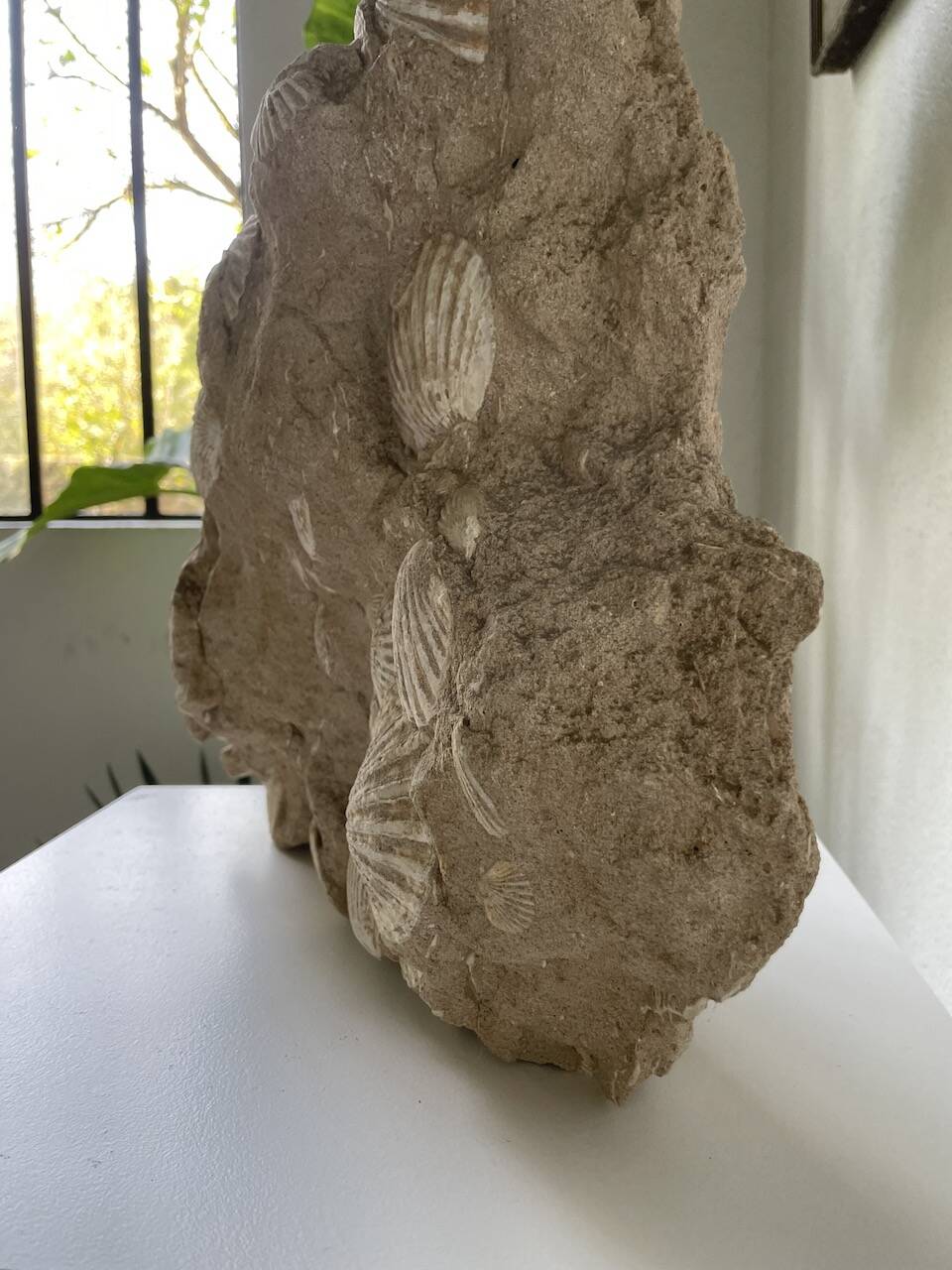 Fossil sedimentary rock and shell