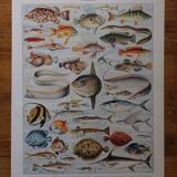 Original lithograph on fish