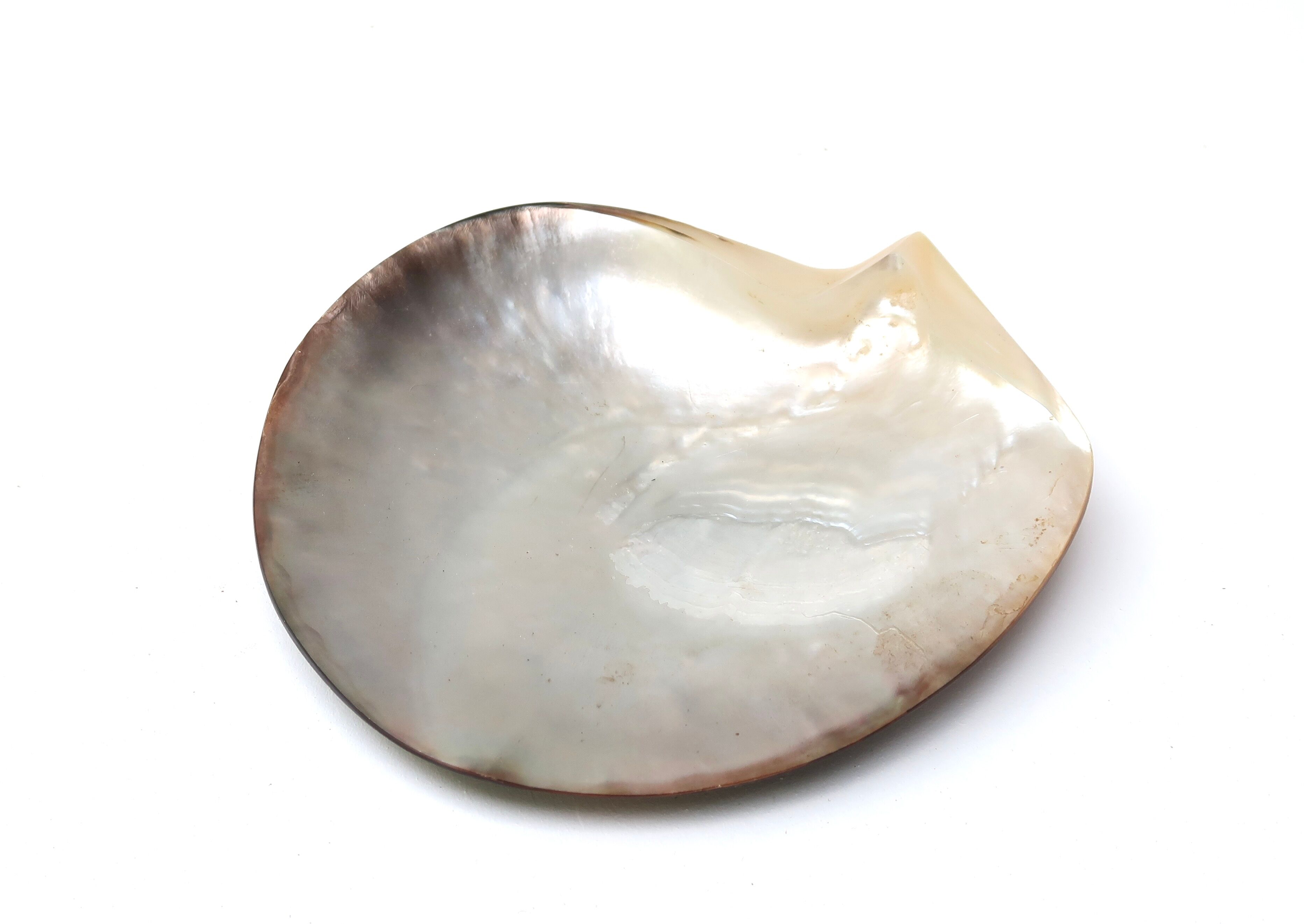 Empty mother-of-pearl pocket, polished pearl oyster, 70s