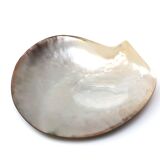 Empty mother-of-pearl pocket, polished pearl oyster, 70s