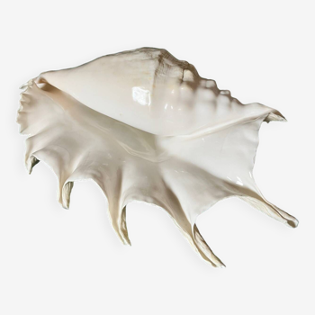 Large conch shell
