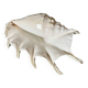 Grand coquillage lambis