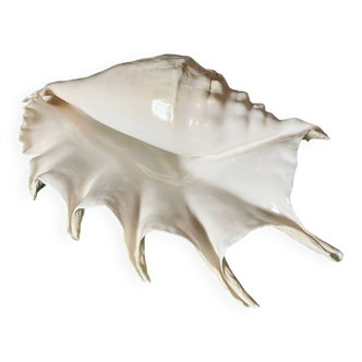 Large conch shell