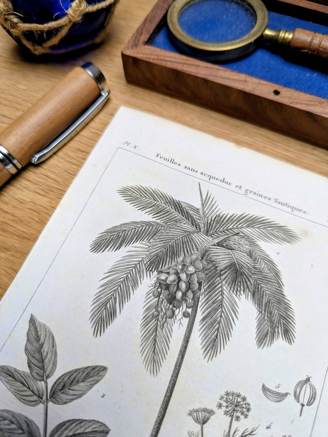 Printed in 1818, coconut tree, walnut and fennel. By Saint-Pierre.