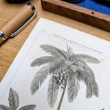 Printed in 1818, coconut tree, walnut and fennel. By Saint-Pierre.