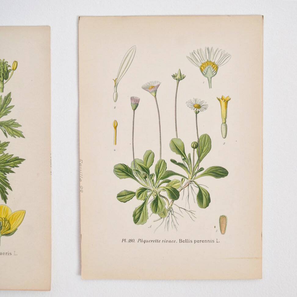 Old botanical plates in colour Perennial daisy