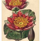 Botanical Engraving 1896 - New Water Lilies by L. Descamps-Sabouret - flower