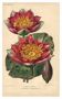 Botanical Engraving 1896 - New Water Lilies by L. Descamps-Sabouret - flower