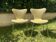 Lot of 2 Jacobsen chairs number 7, first edition 1960.