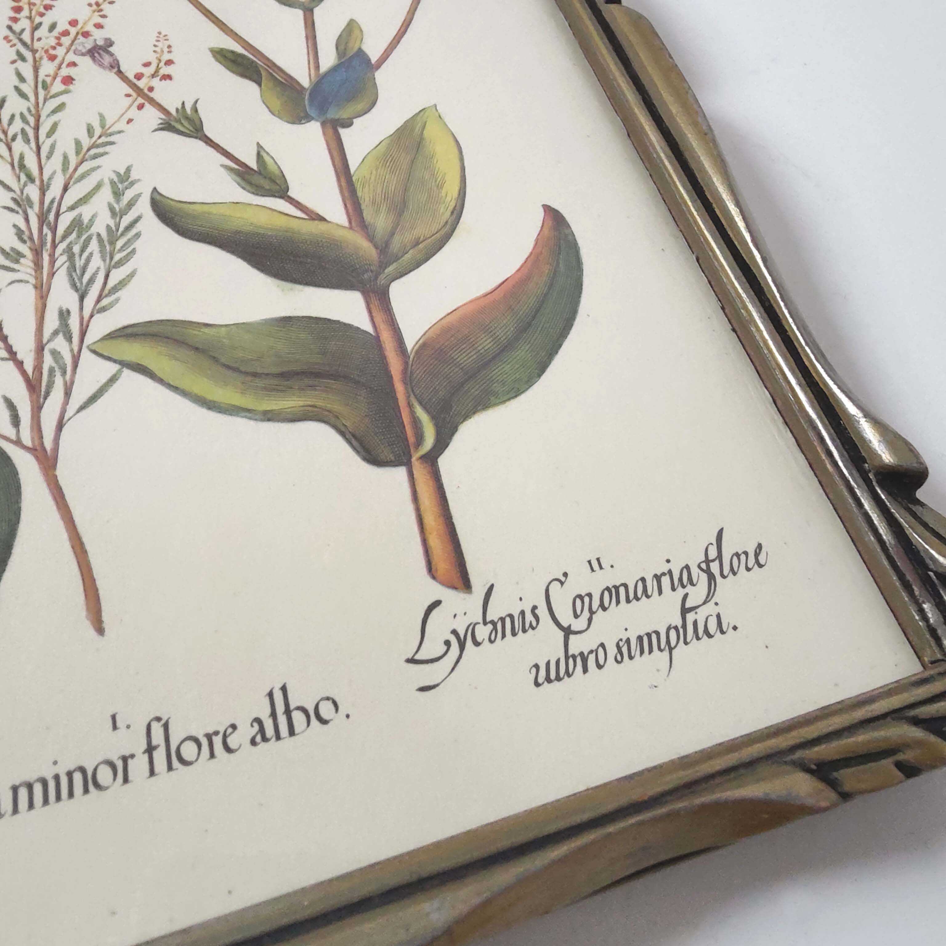 Botanical board wildflowers frame wood to pose