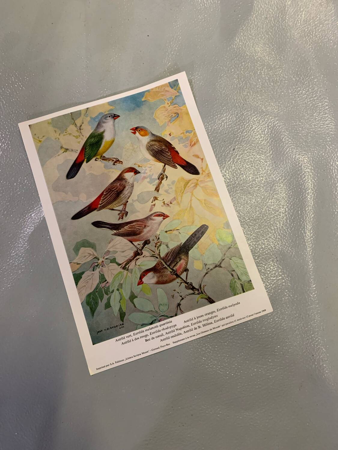 Poster "The Birds of the World" – 1969