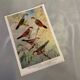 Poster "The Birds of the World" – 1969