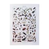 Poster about insects, based on a 1922 lithograph