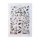 Poster about insects, based on a 1922 lithograph