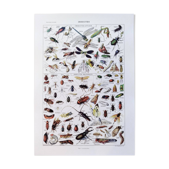 Poster about insects, based on a 1922 lithograph