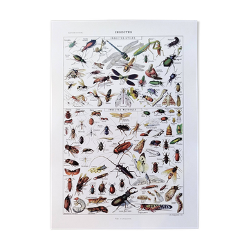 Poster about insects, based on a 1922 lithograph