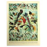 Old lithograph 1928 A. Millot - Birds 2, ornithology, birds