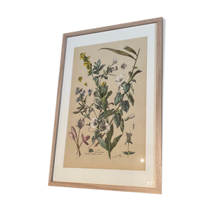 Lithographie de fleurs - 1890