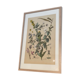 Lithography of flowers 1890