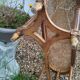 Louis XVI style gilded wood piano bench