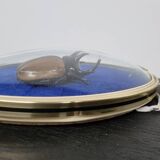 Beetle entomology box