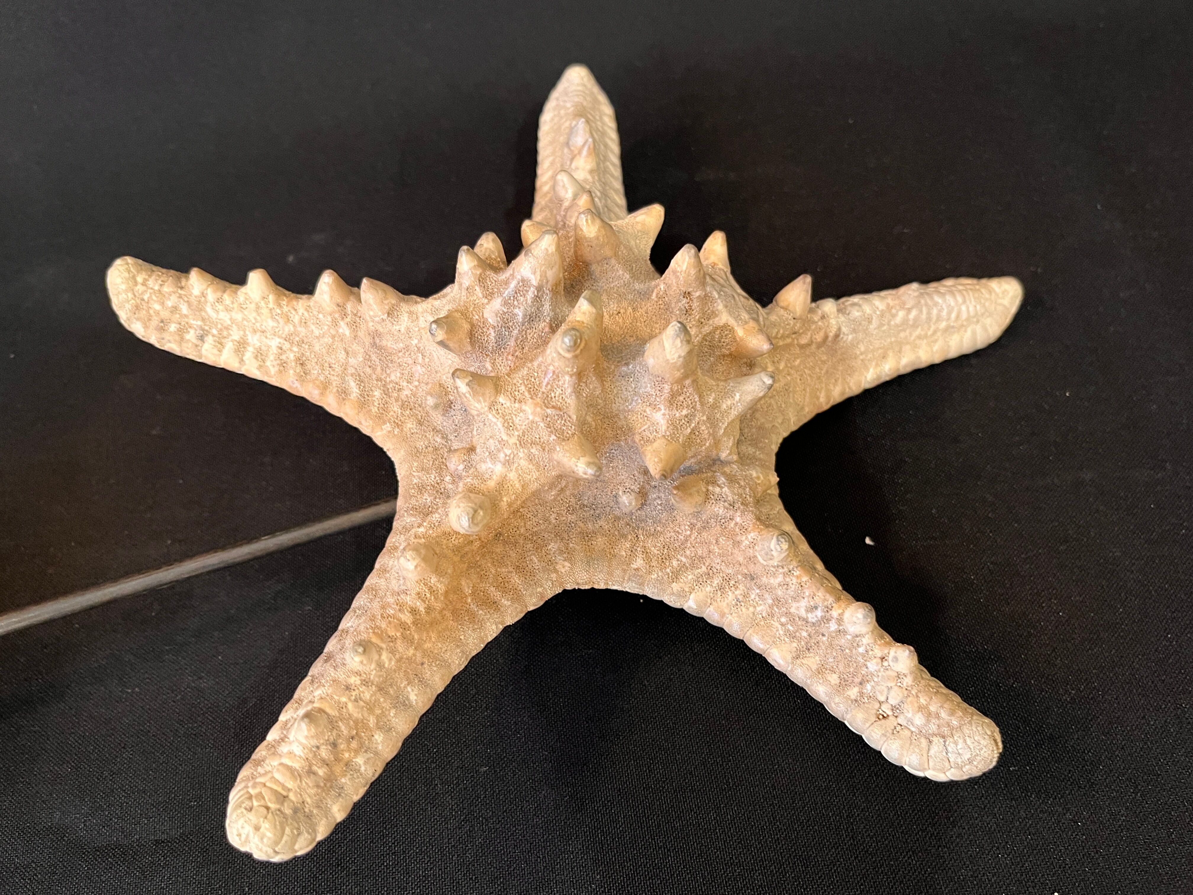 Natural starfish on marble base old cabinet of curiosities vintage shell