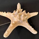 Natural starfish on marble base old cabinet of curiosities vintage shell