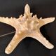 Natural starfish on marble base old cabinet of curiosities vintage shell