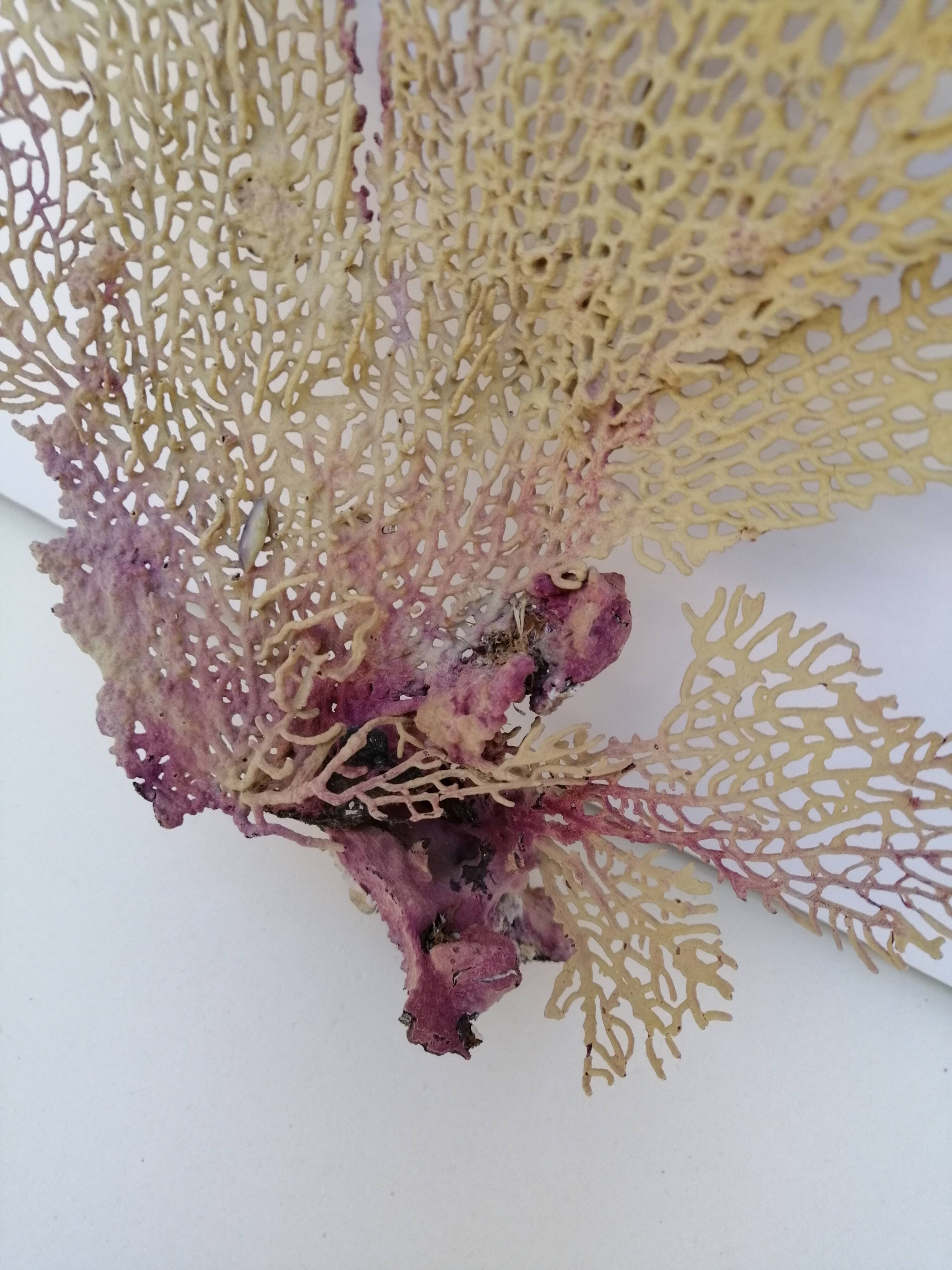 Ancient gorgon coral