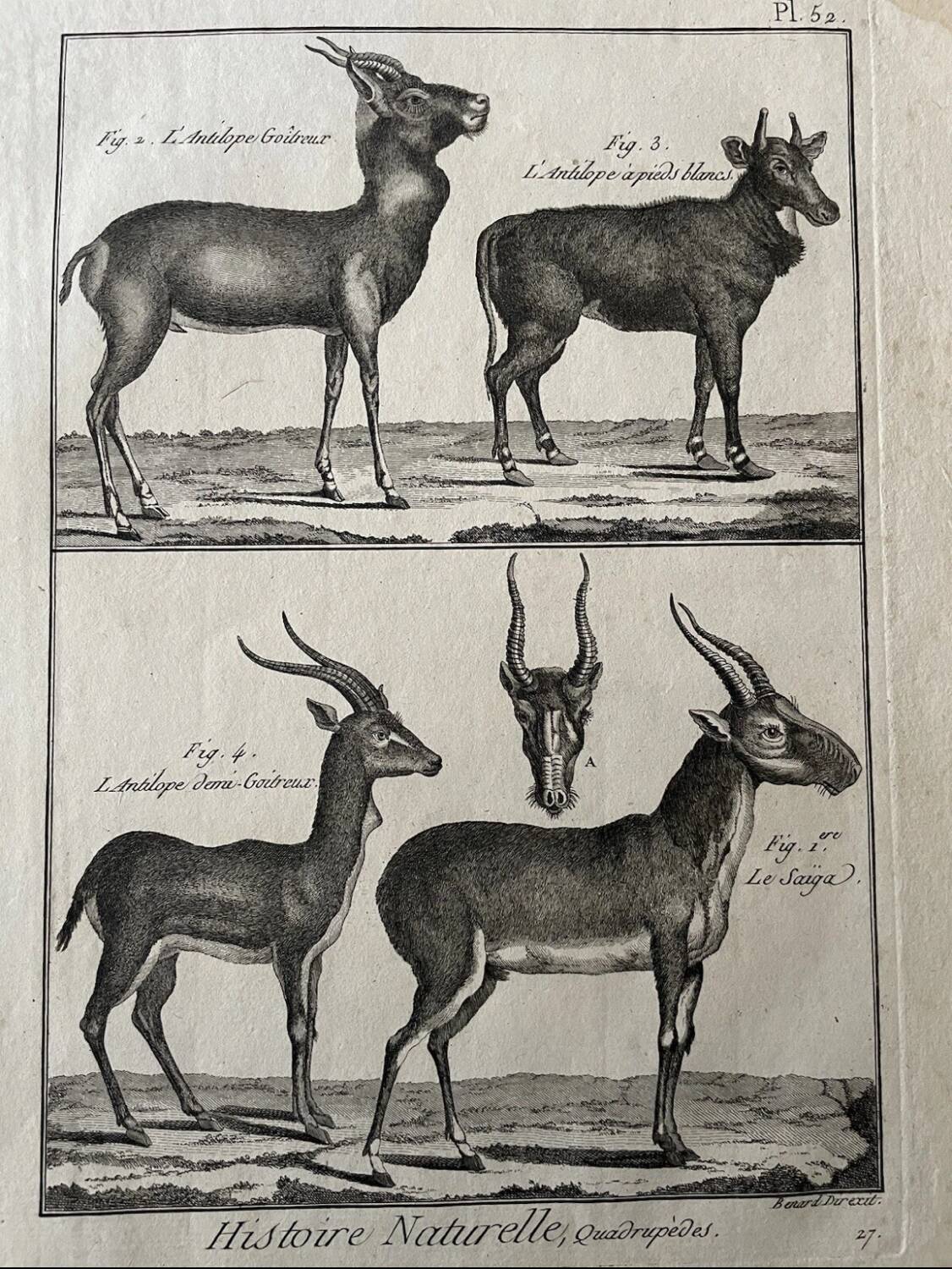 Engraving Old book 18th century Buffon, Bonnaterre, Natural history