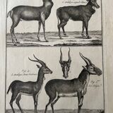 Engraving Old book 18th century Buffon, Bonnaterre, Natural history