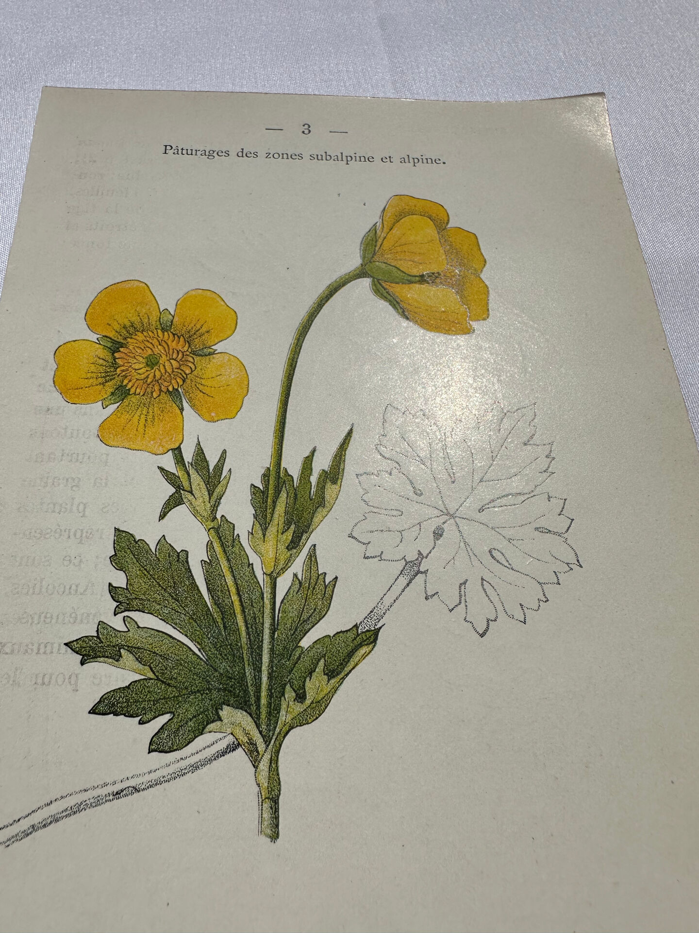 Botanical panache naturalist engraving scientific lithograph plant flower