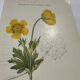 Botanical panache naturalist engraving scientific lithograph plant flower