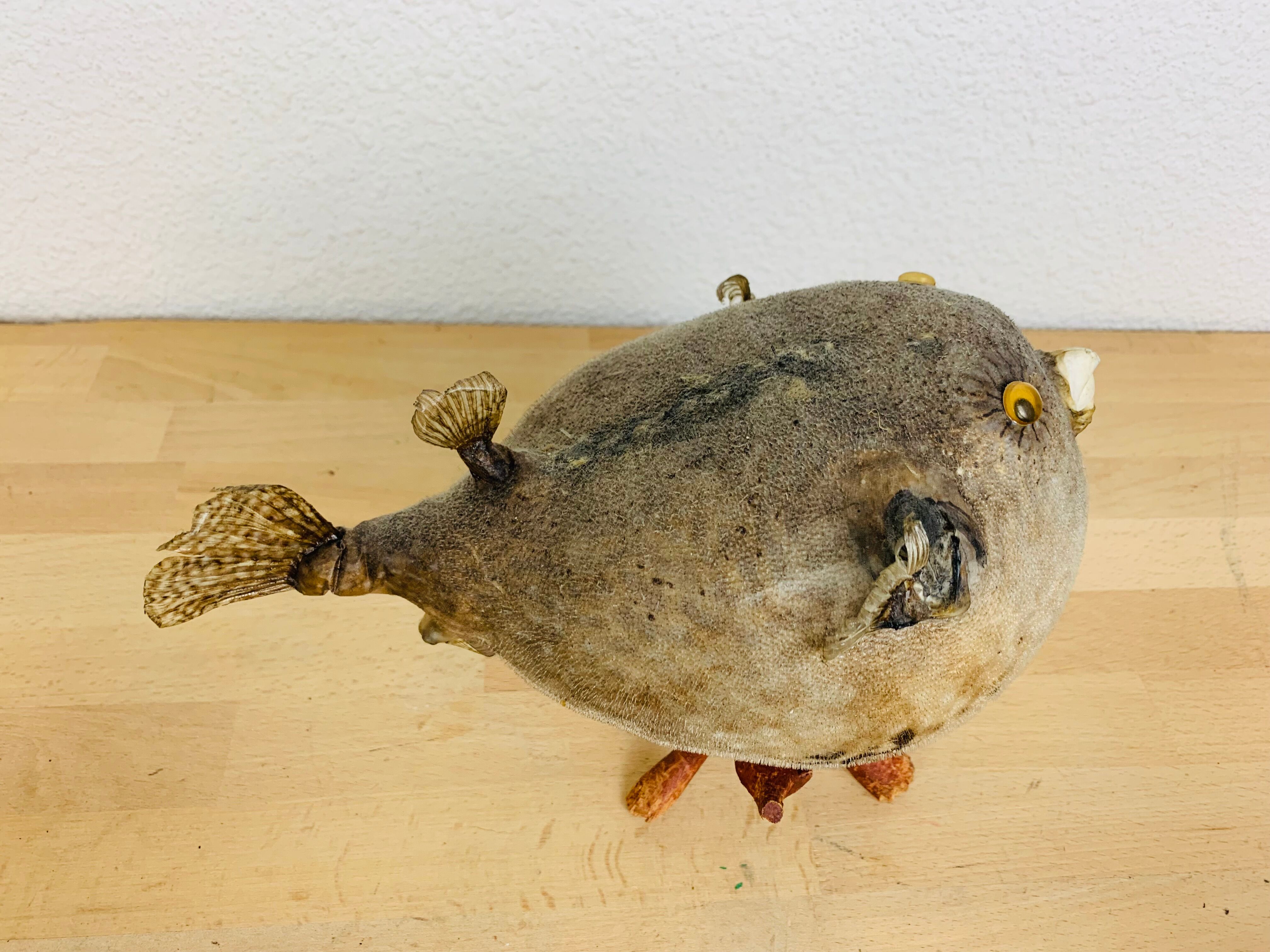 Pentadon globe fish naturalized on base cabinet of curiosity