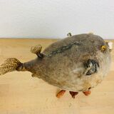Pentadon globe fish naturalized on base cabinet of curiosity
