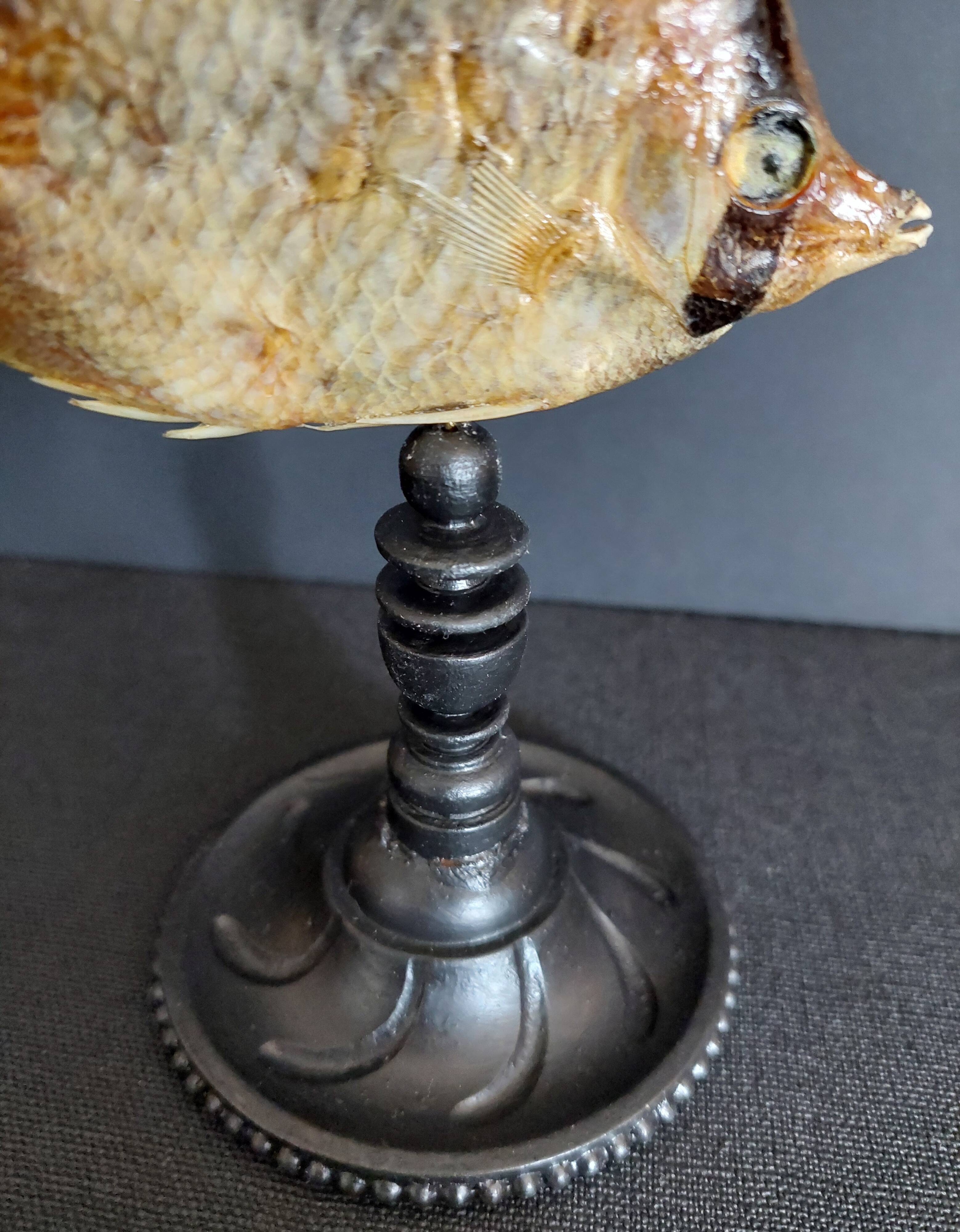 Cabinet de Curiosités poisson papillon sédentaire chaetodon sedentarius