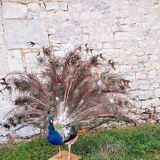 Naturalized blue peacock