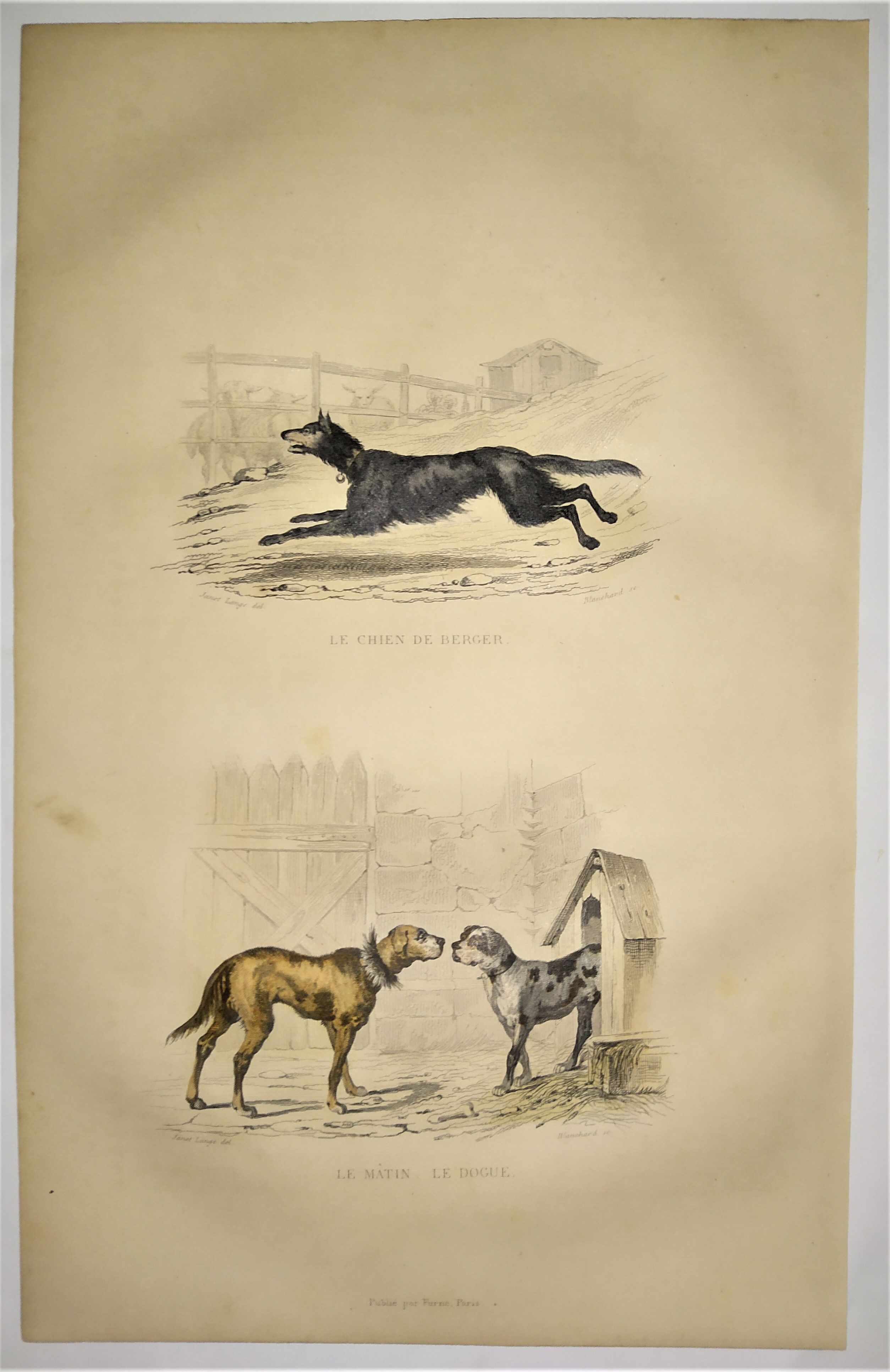 Original zoological plate of 1839 " shepherd dog, mastiff,....