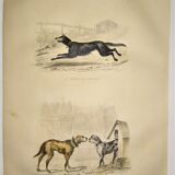 Original zoological plate of 1839 " shepherd dog, mastiff,....