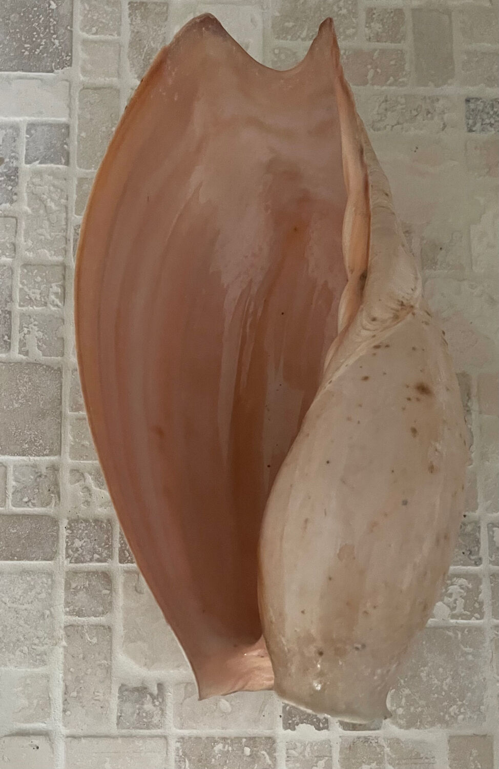 Large Melo Amphora seashell.