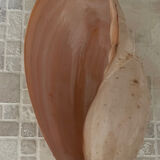 Large Melo Amphora seashell.