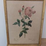 Lithograph PJ Redouté